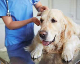 vétérinaire Associated Veterinary Specialists Inc Lethbridge